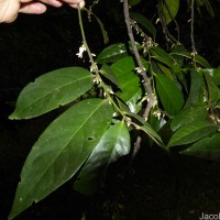 Diospyros walkeri (Wight) Gürke